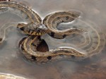 serpente d'acqua.jpg