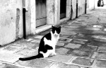 gatto Venezia.jpg